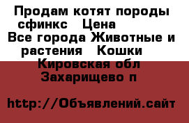 Продам котят породы сфинкс › Цена ­ 4 000 - Все города Животные и растения » Кошки   . Кировская обл.,Захарищево п.